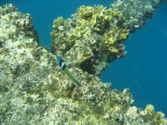 img_1131.jpg