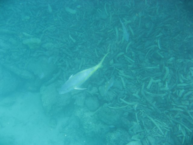 img_3118.jpg